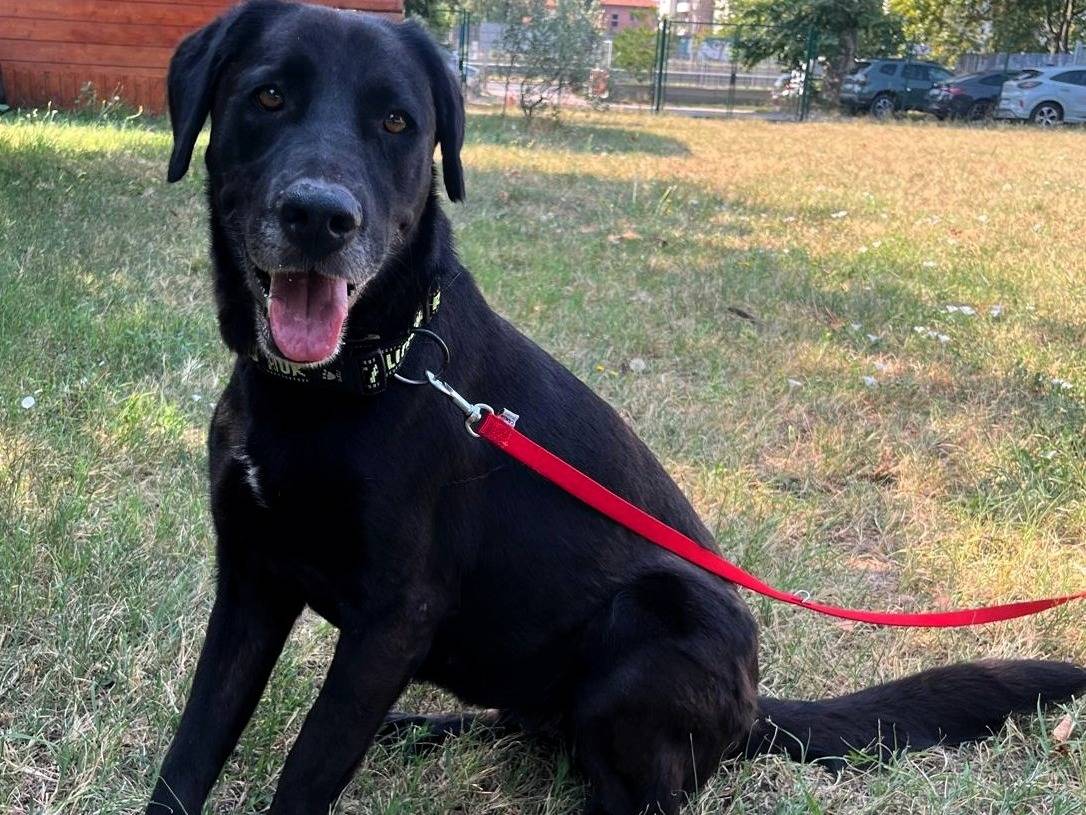 Adotta un cane, taglia grande, femmina, Milano