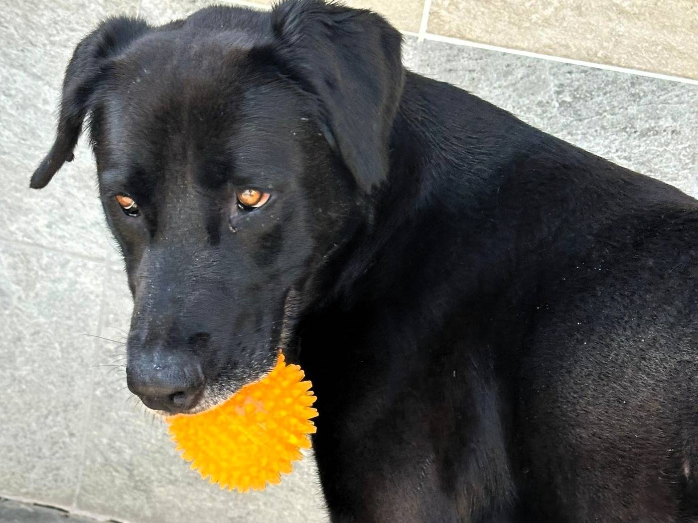 Vuoi adottare un cane a Milano?