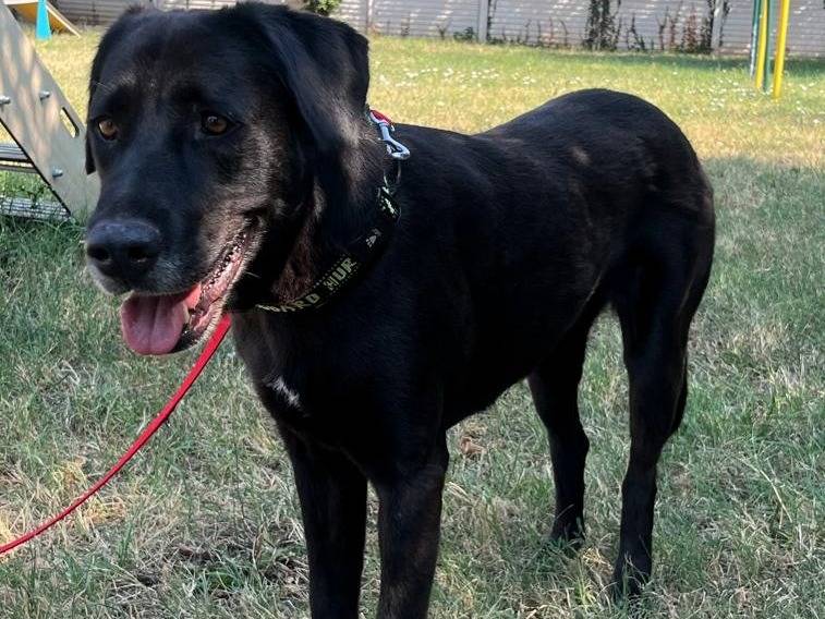 Adotta il cane ELIJA a Milano