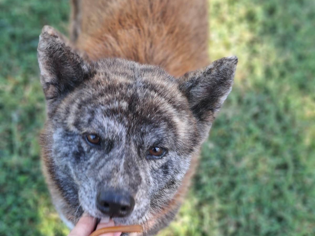 Vuoi adottare un cane a Modena?