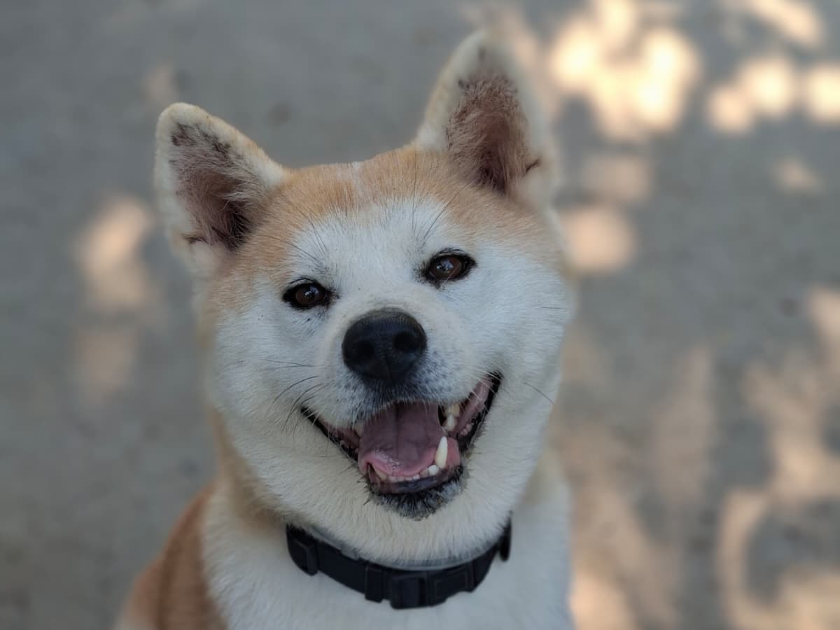 Adozione cane, femmina, Akita Razza sconosciuta, 4 anni e 11 mesi, taglia media, Modena