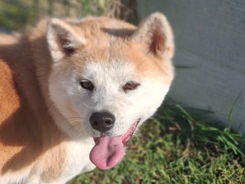 Adotta un cane, femmina, 4 anni e 11 mesi, Modena