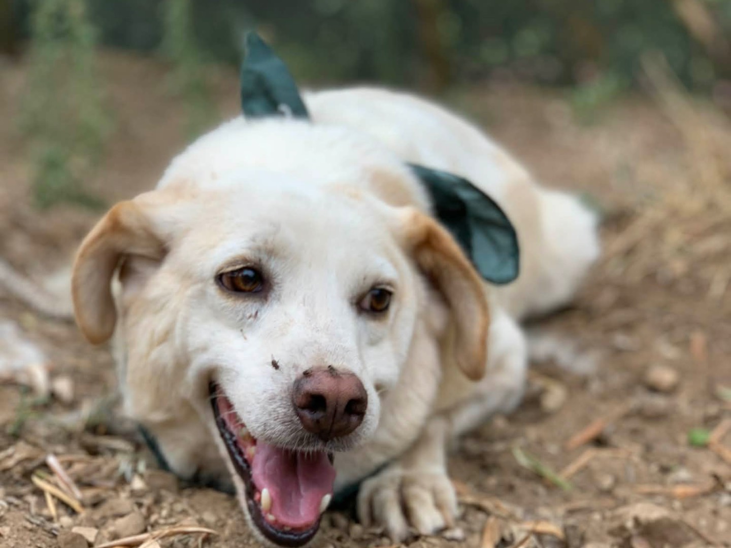 Adotta un cane, maschio, 8 anni, Latina