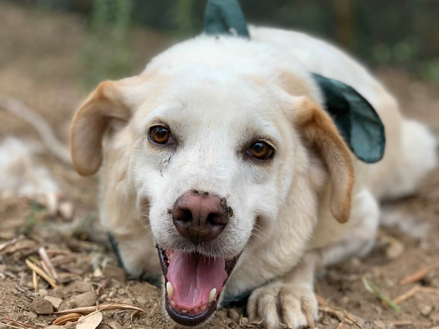 Adozione cane, maschio, Razza sconosciuta Razza sconosciuta, 8 anni, taglia media contenuta, Latina