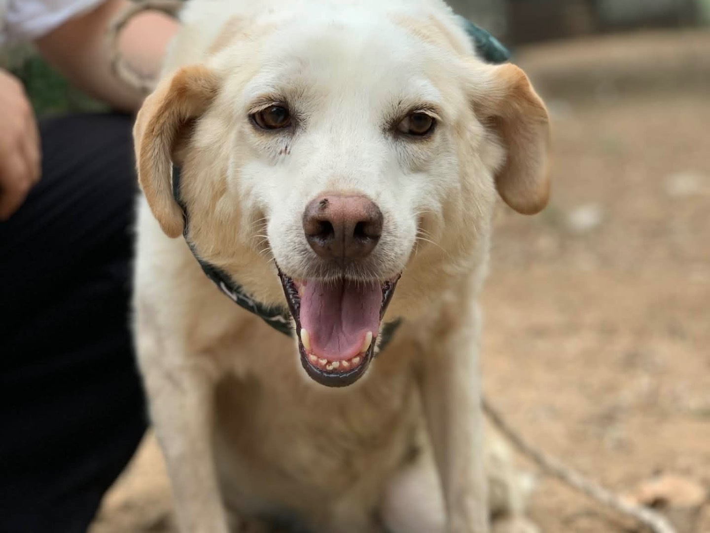 Adotta un cane, taglia media contenuta, maschio, Latina