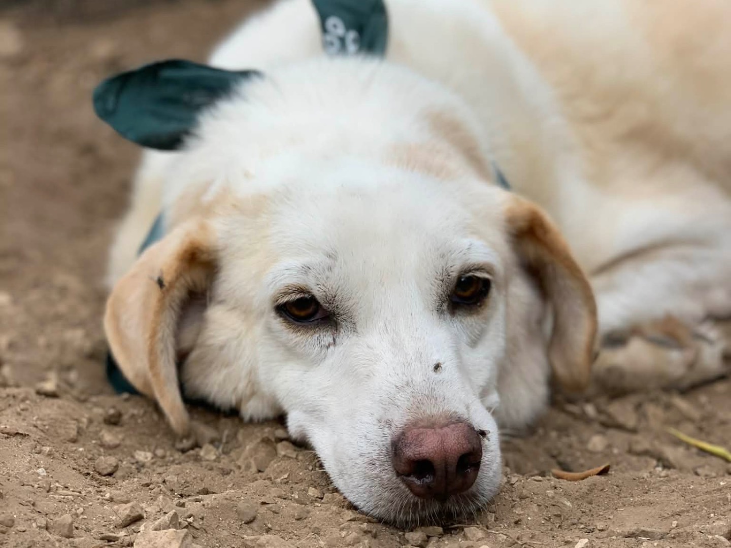 Vuoi adottare un cane a Latina?