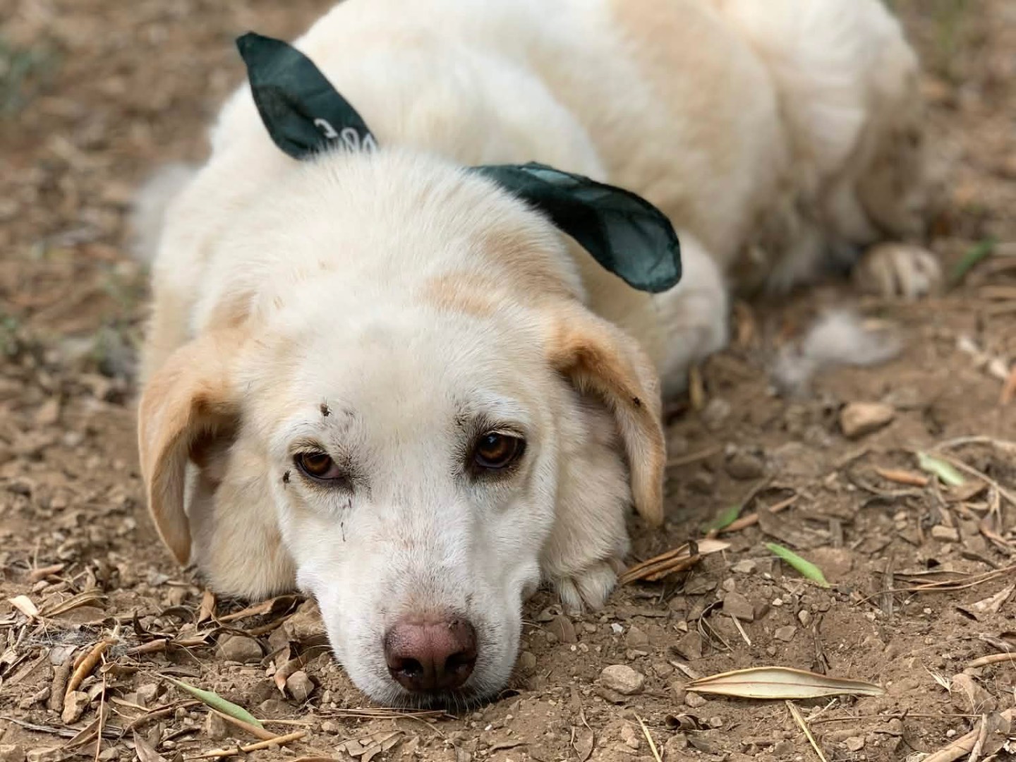 Adotta il cane Birillo  a Latina