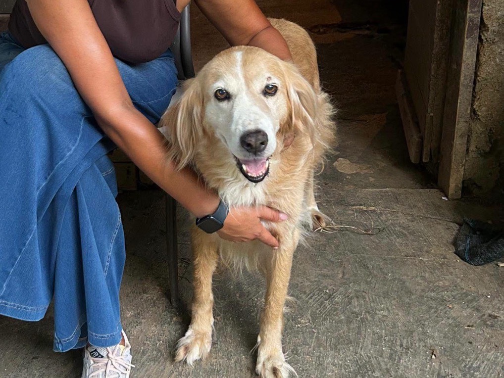 Adotta un cane, femmina, 10 anni, Frosinone