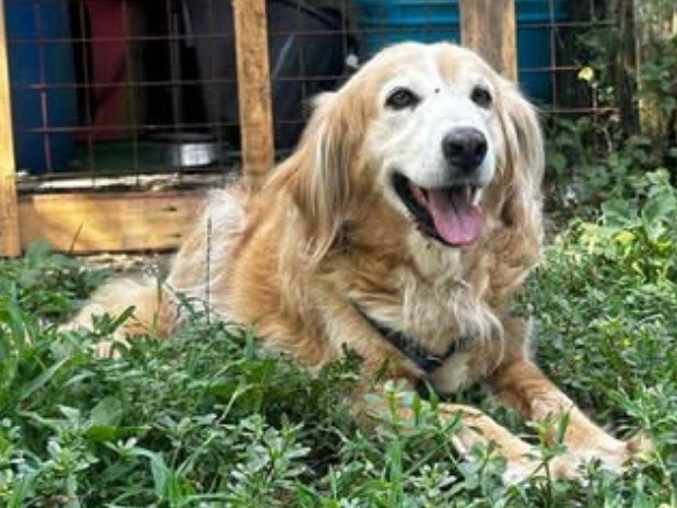 Adotta un cane, taglia media, femmina, Frosinone