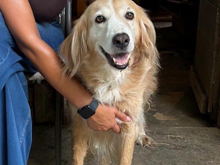 Adozione cane, femmina, Razza sconosciuta Razza sconosciuta, 10 anni, taglia media, Frosinone