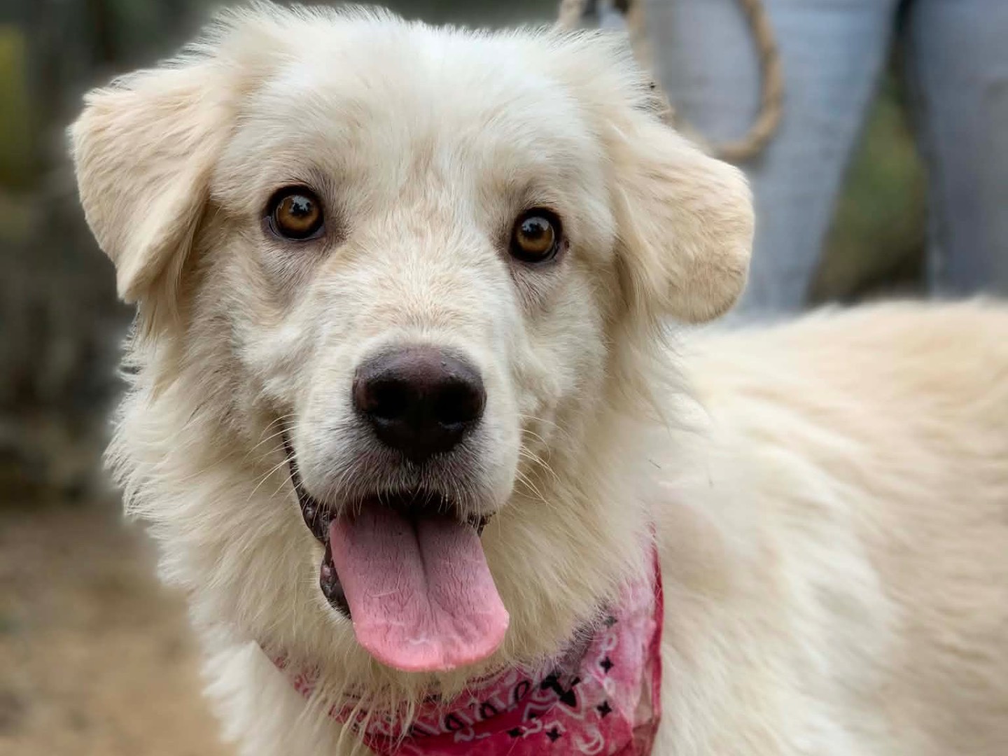 Adozione cane, femmina, Razza sconosciuta Razza sconosciuta, 1 anno e 3 mesi, taglia media, Latina