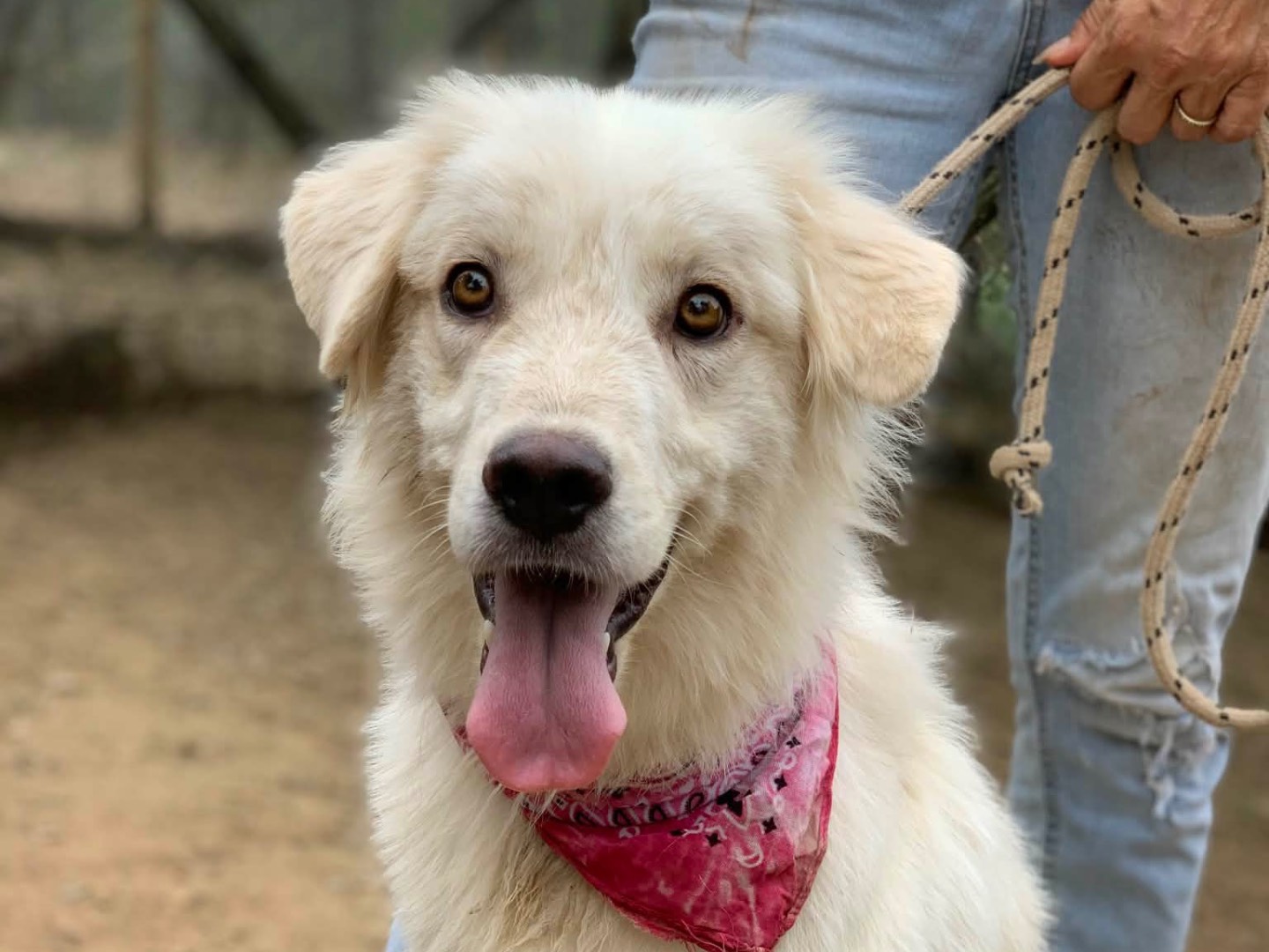 Adotta un cane, femmina, 1 anno e 3 mesi, Latina