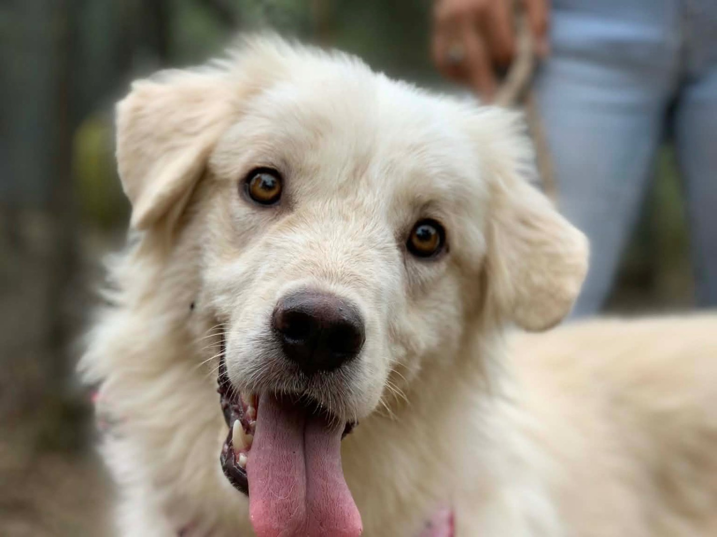 Adotta un cane, taglia media, femmina, Latina