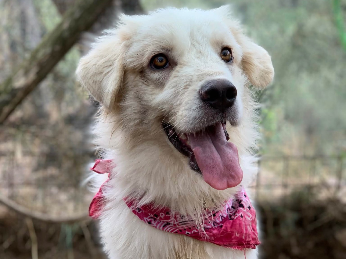 Vuoi adottare un cane a Latina?
