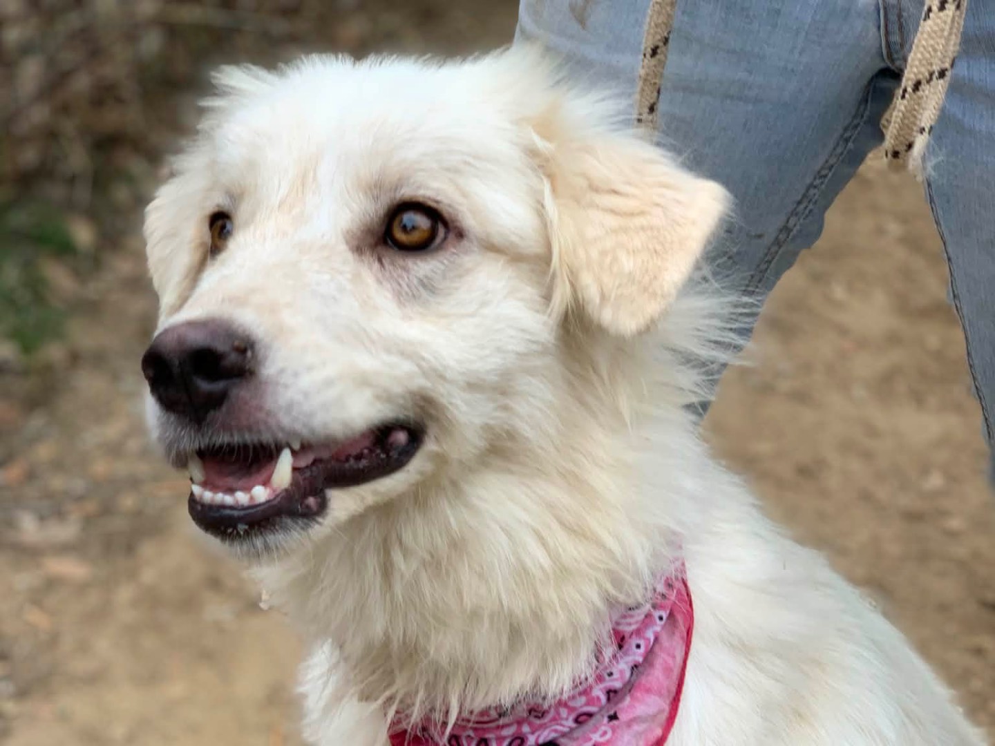 Adotta il cane Sakura  a Latina
