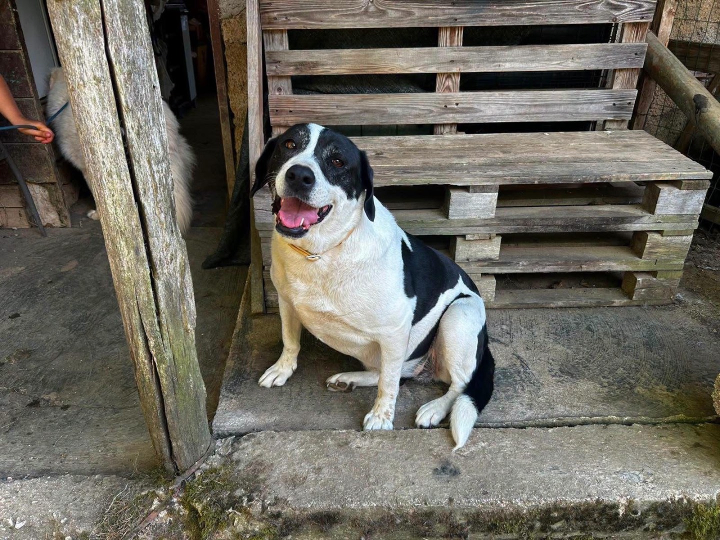 Adozione cane, femmina, Razza sconosciuta Razza sconosciuta, 5 anni e 11 mesi, taglia grande, Frosinone
