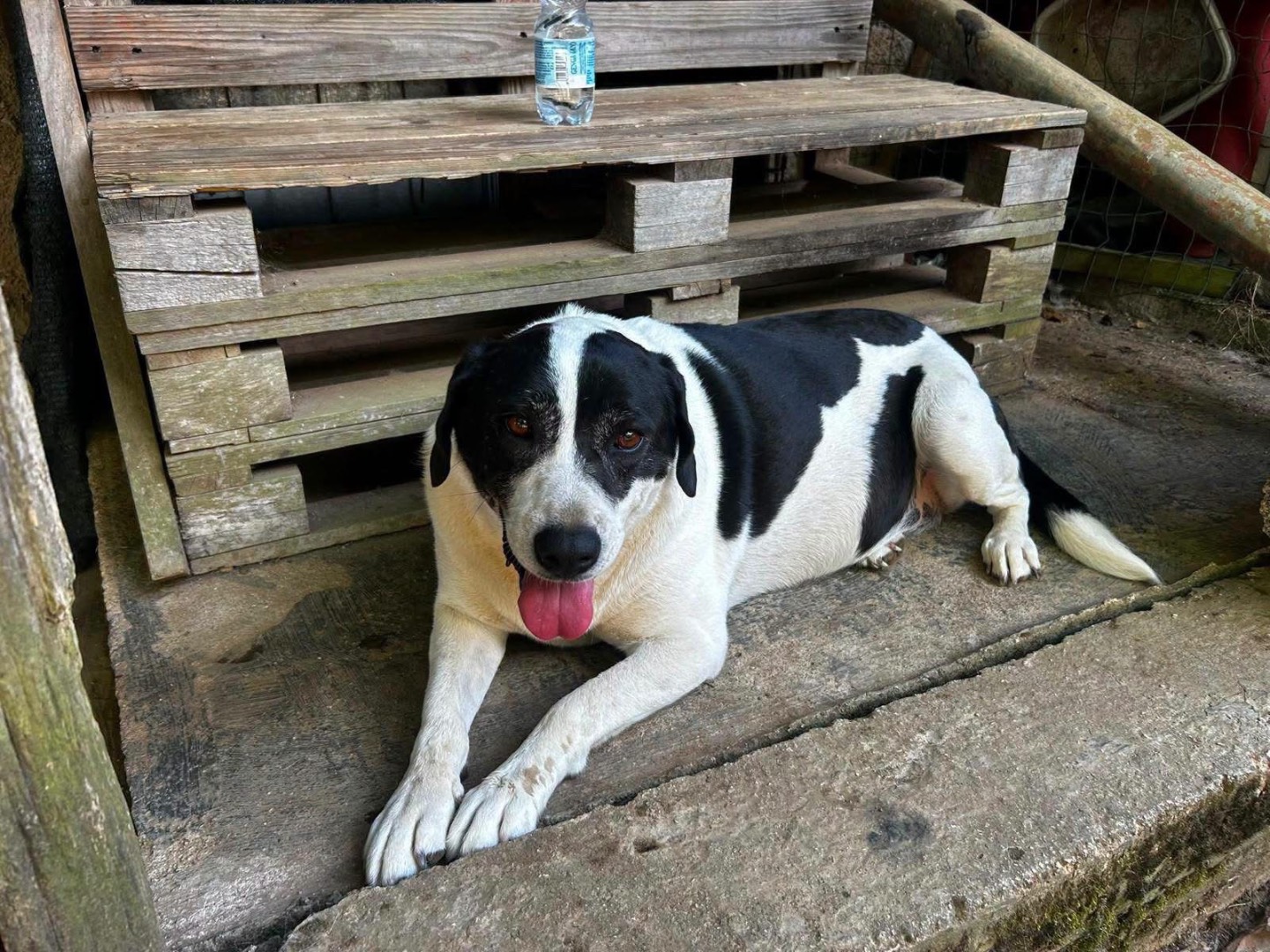 Adotta un cane, femmina, 5 anni e 11 mesi, Frosinone