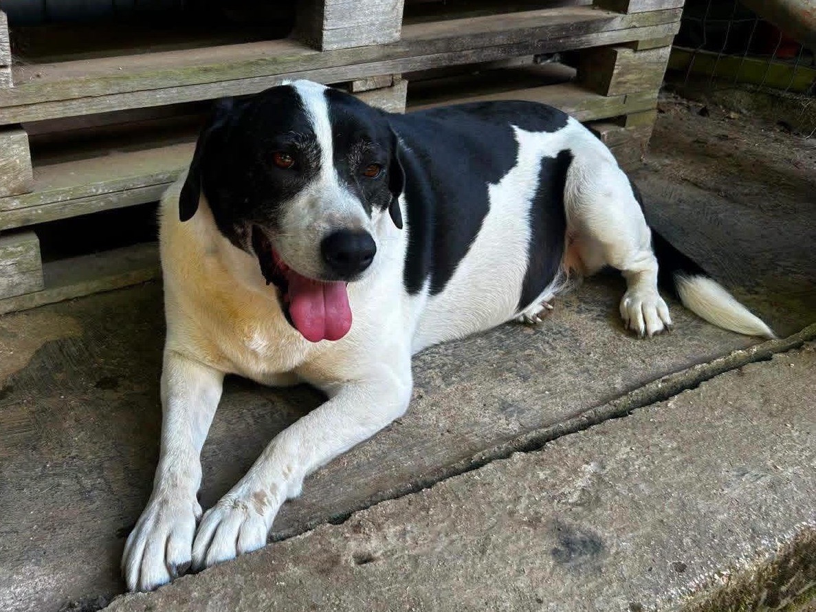 Adotta un cane, taglia grande, femmina, Frosinone