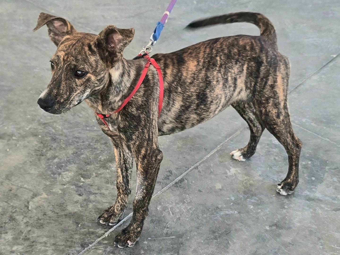 Vuoi adottare un cane a Teramo?