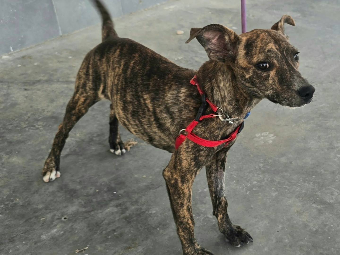 Adotta il cane Clarissa a Teramo