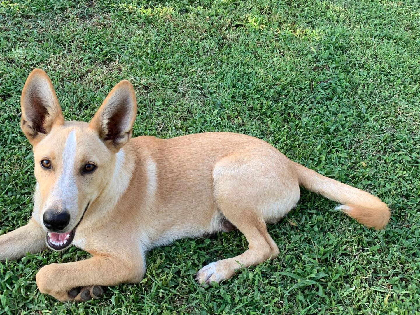 Adozione cane, maschio, Razza sconosciuta Razza sconosciuta, 10 mesi, taglia piccola, Salerno