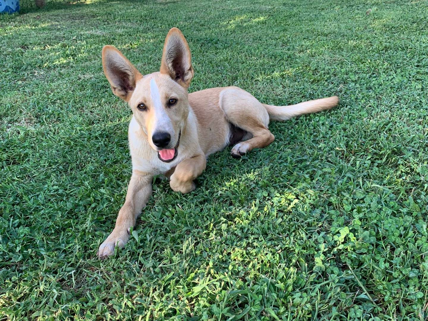 Adotta un cane, taglia piccola, maschio, Salerno