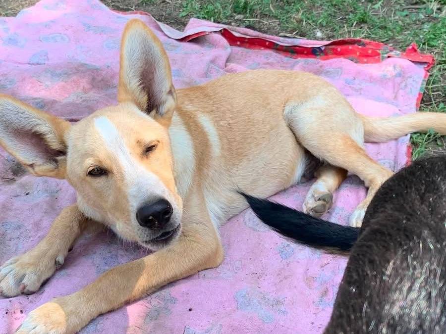 Adotta un cane, maschio, 10 mesi, Salerno