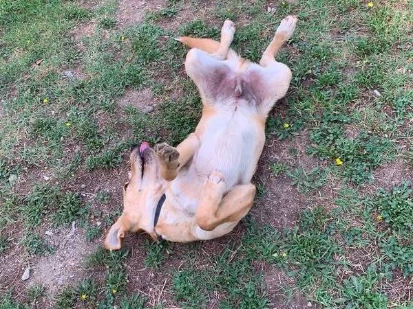 Vuoi adottare un cane a Salerno?