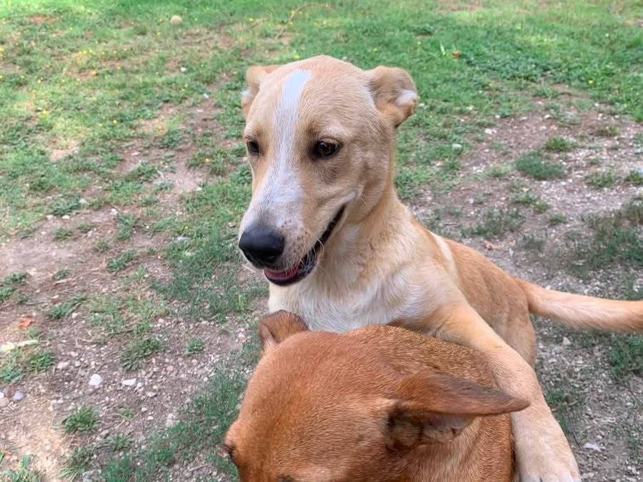 Adotta il cane Donato a Salerno