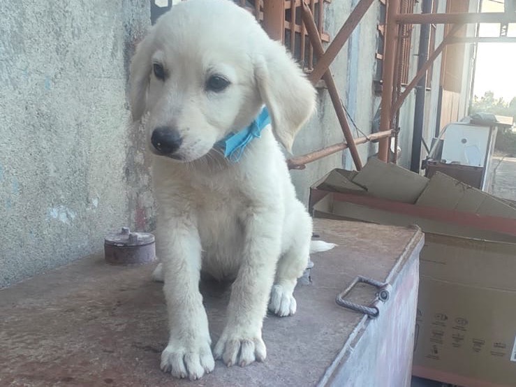 Vuoi adottare un cane a Catanzaro?