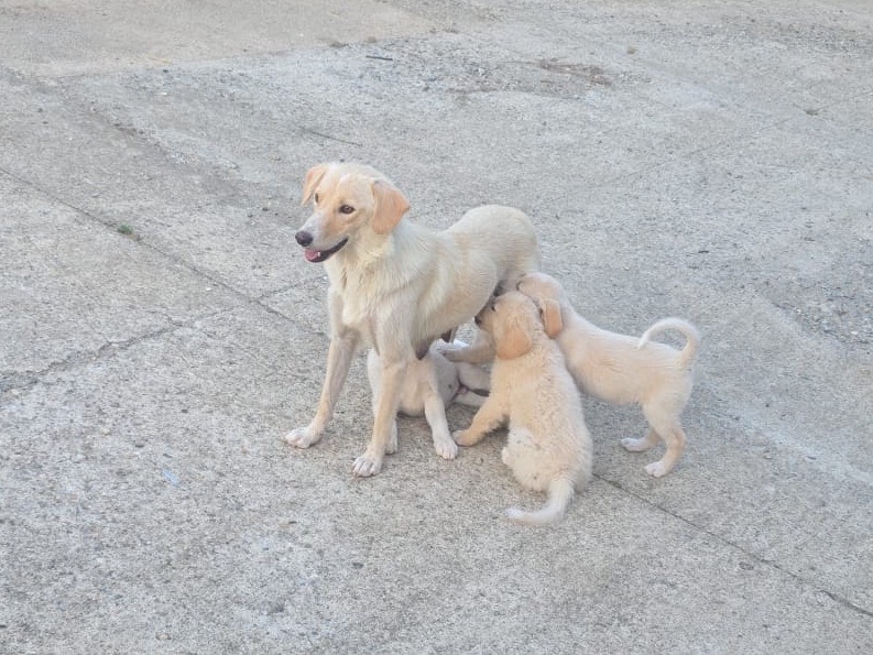 Adotta il cane Jimmy a Catanzaro