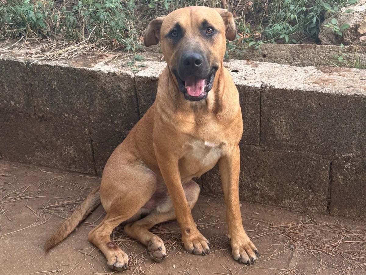 Adozione cane, maschio, Razza sconosciuta Razza sconosciuta, 11 mesi, taglia grande, Vibo