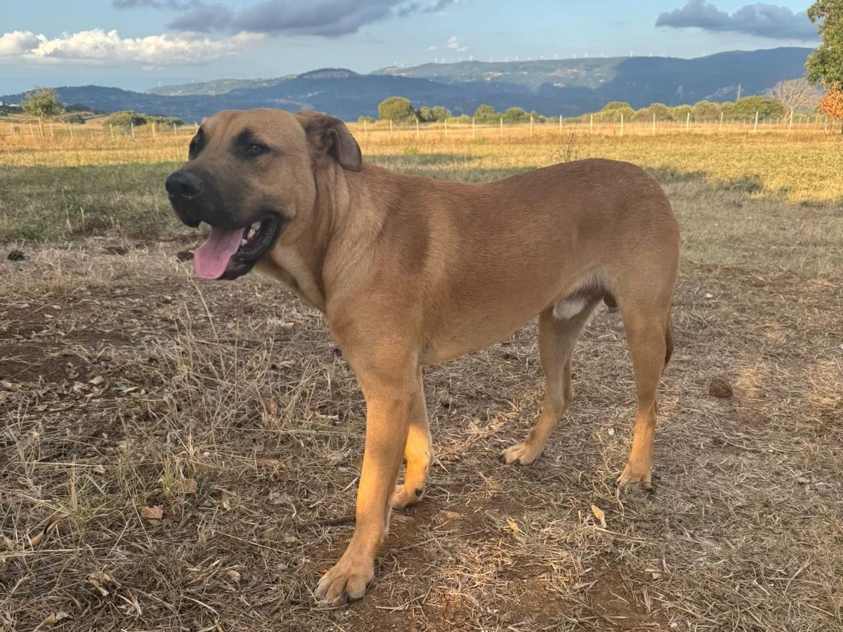 Adotta un cane, maschio, 11 mesi, Vibo