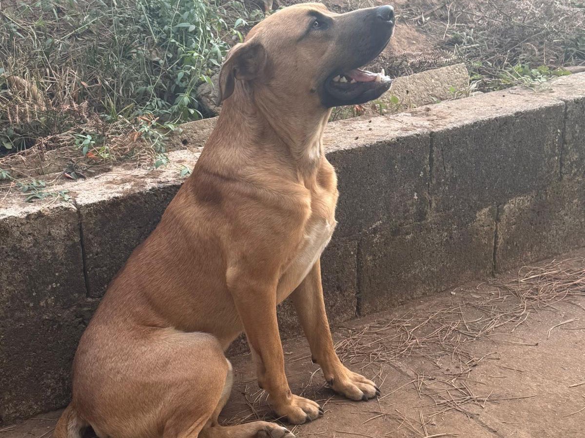 Adotta un cane, taglia grande, maschio, Vibo