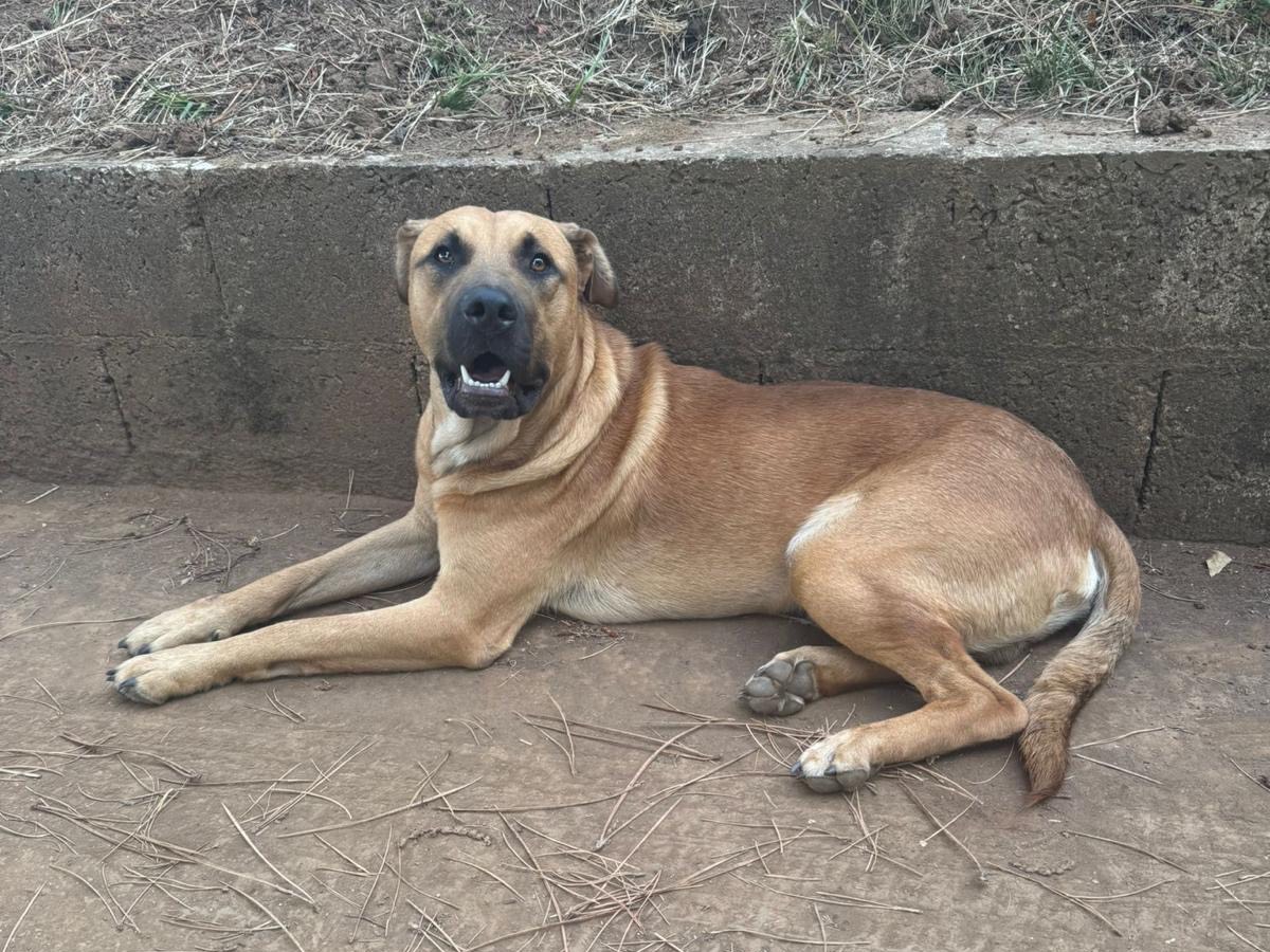 Adotta il cane Lido a Vibo