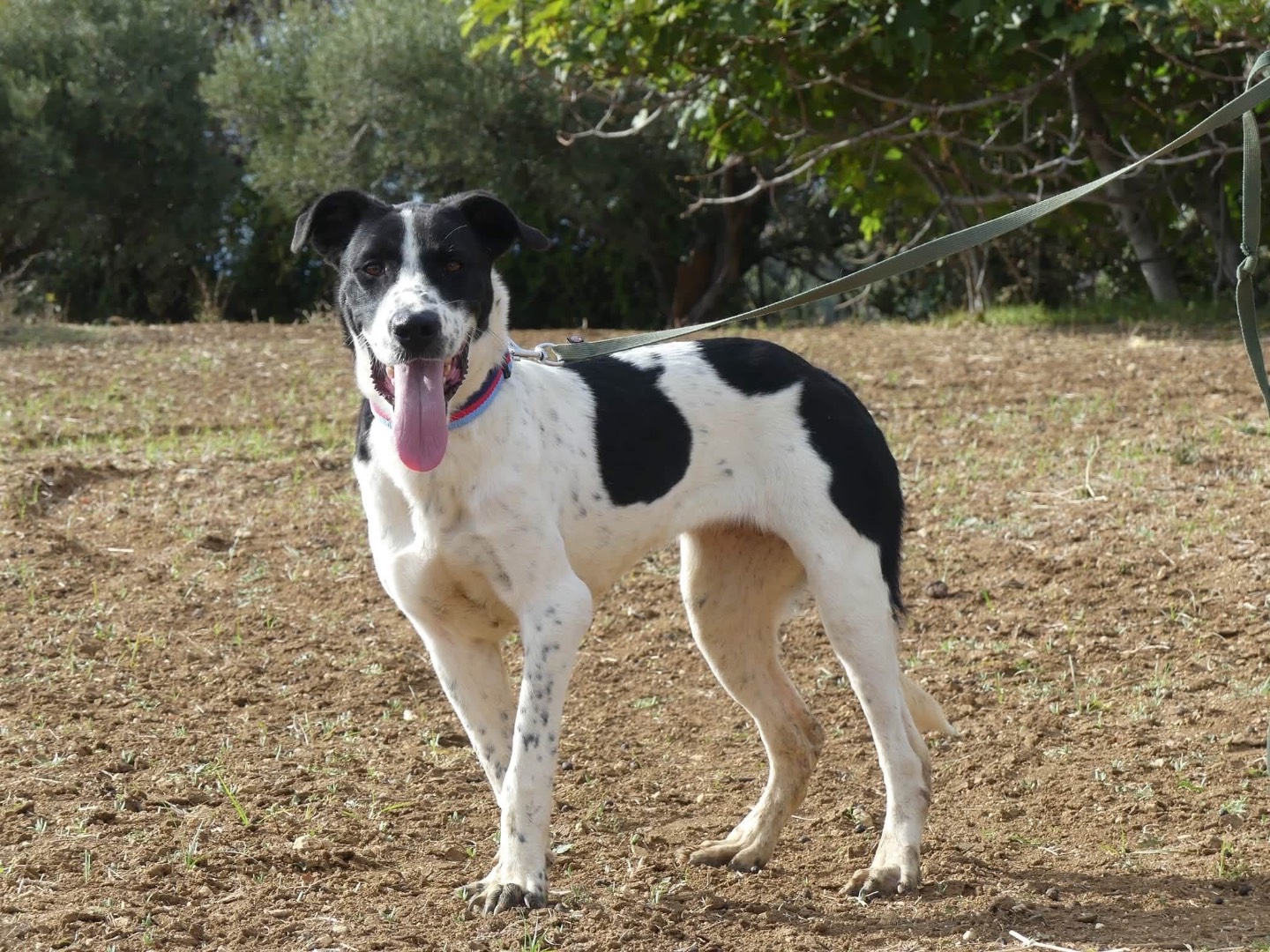 Adotta un cane, femmina, 1 anno e 2 mesi, Vibo