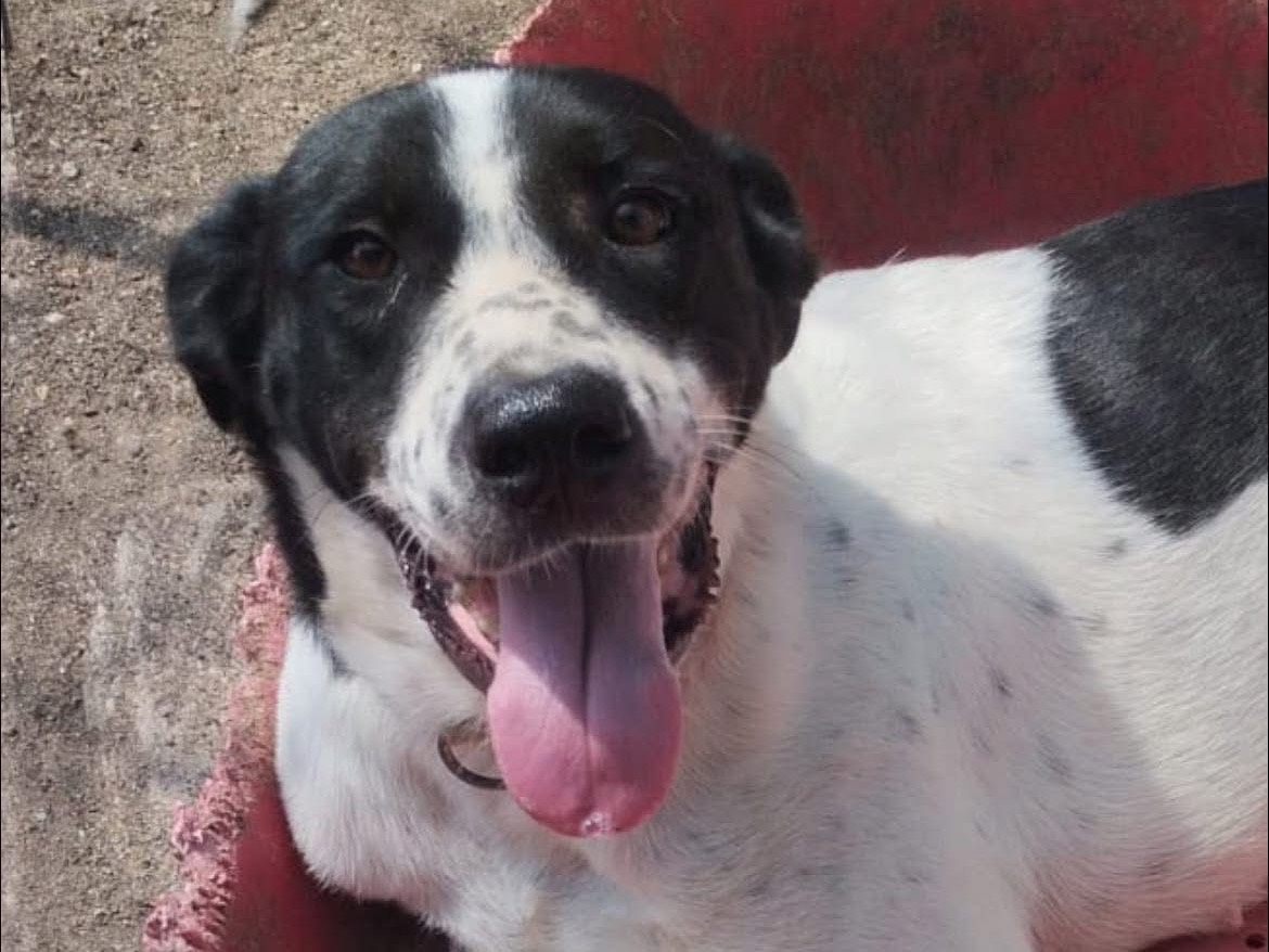 Adotta un cane, taglia media, femmina, Vibo