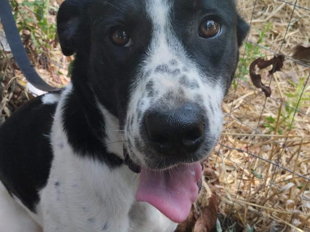 Adozione cane, femmina, Razza sconosciuta Razza sconosciuta, 1 anno e 2 mesi, taglia media, Vibo