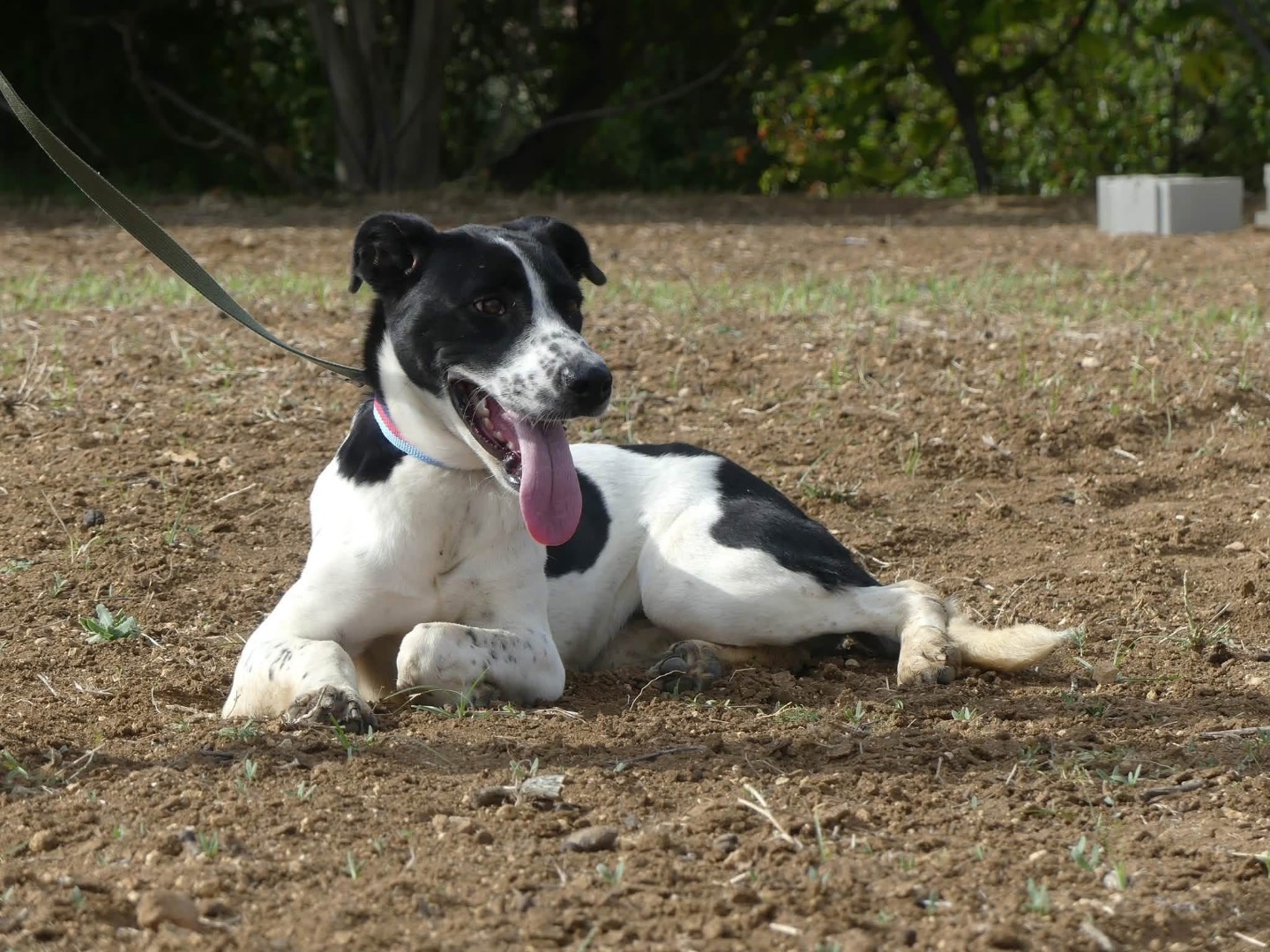 Vuoi adottare un cane a Vibo?