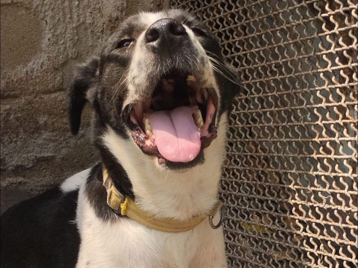 Adotta il cane Marika a Vibo