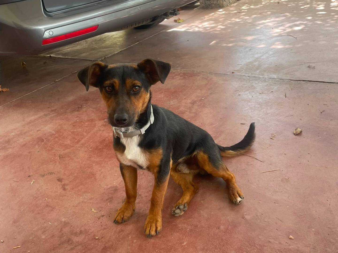 Adotta il cane Jerry e Tom a Nuoro
