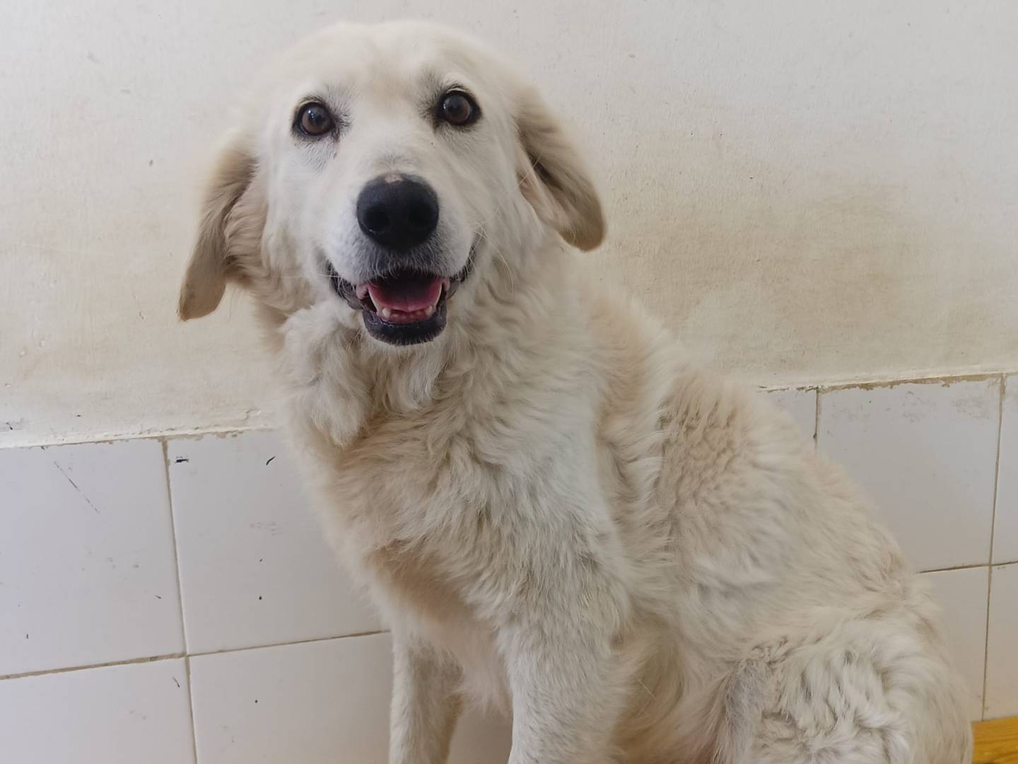Adotta un cane, taglia media, femmina, Crotone