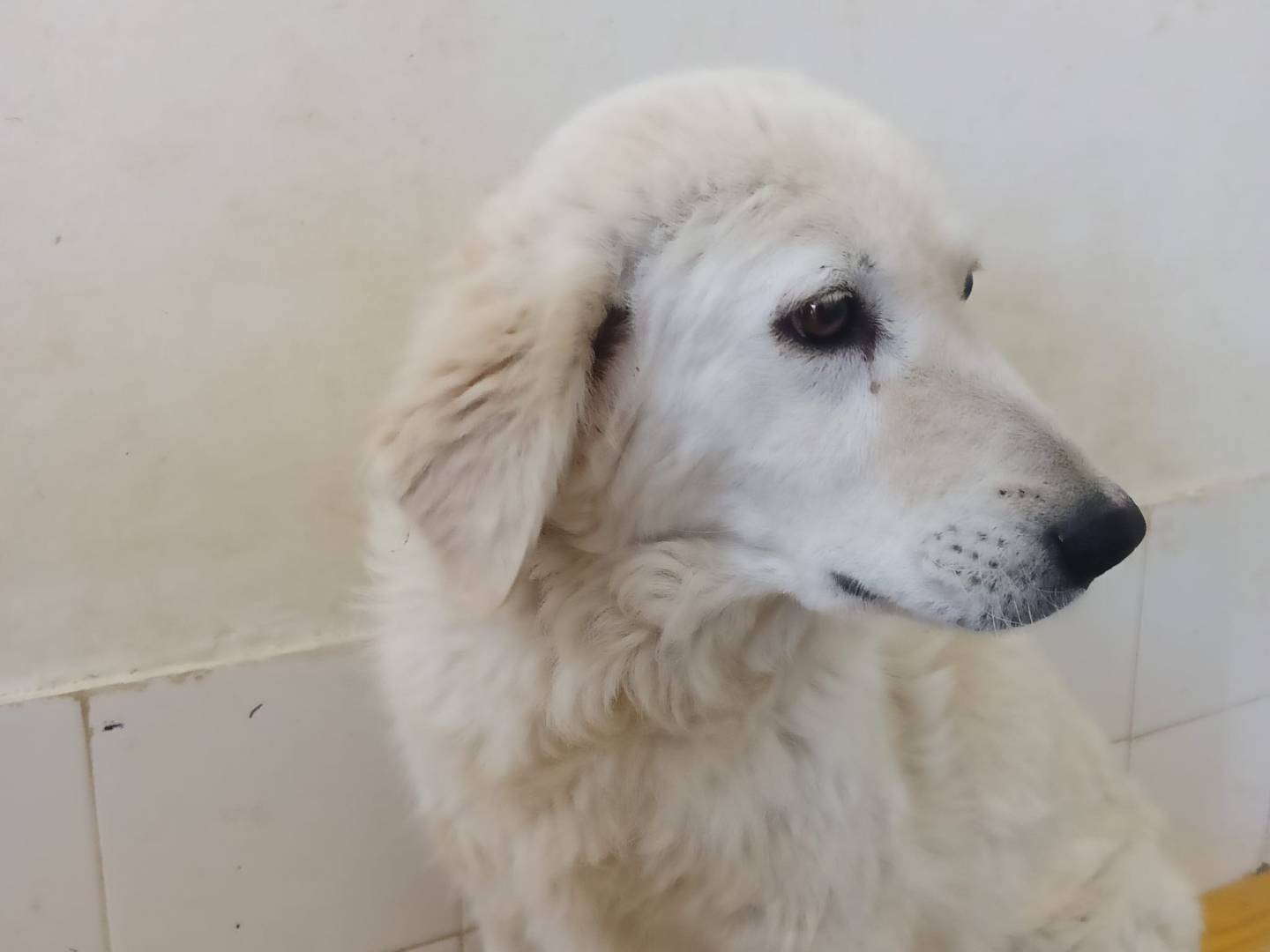 Vuoi adottare un cane a Crotone?