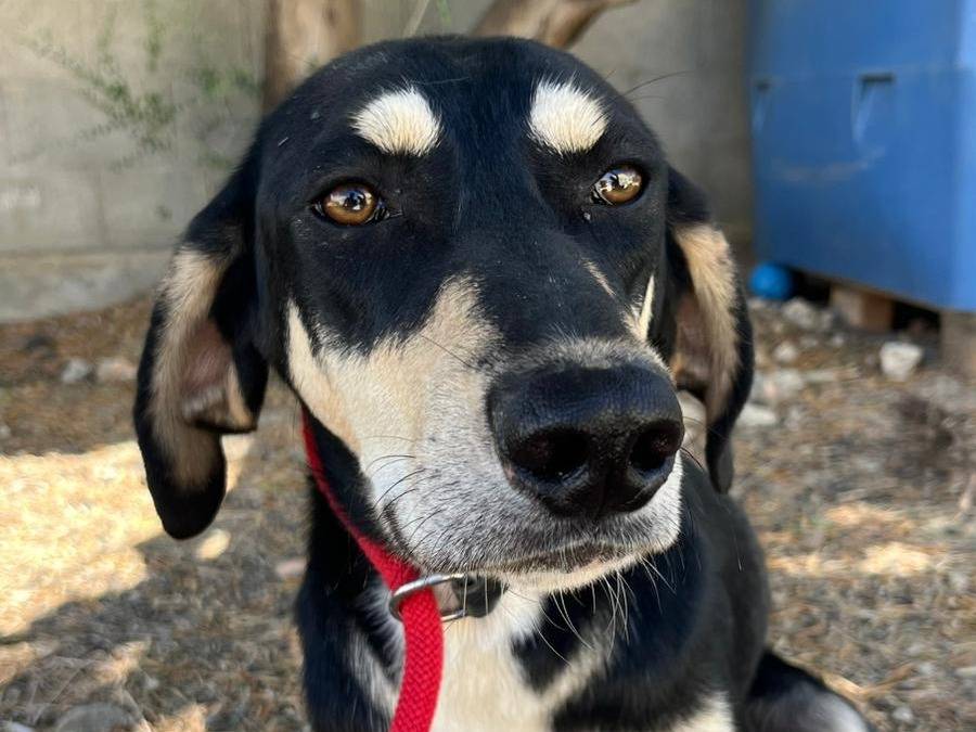 Vuoi adottare un cane a Crotone?