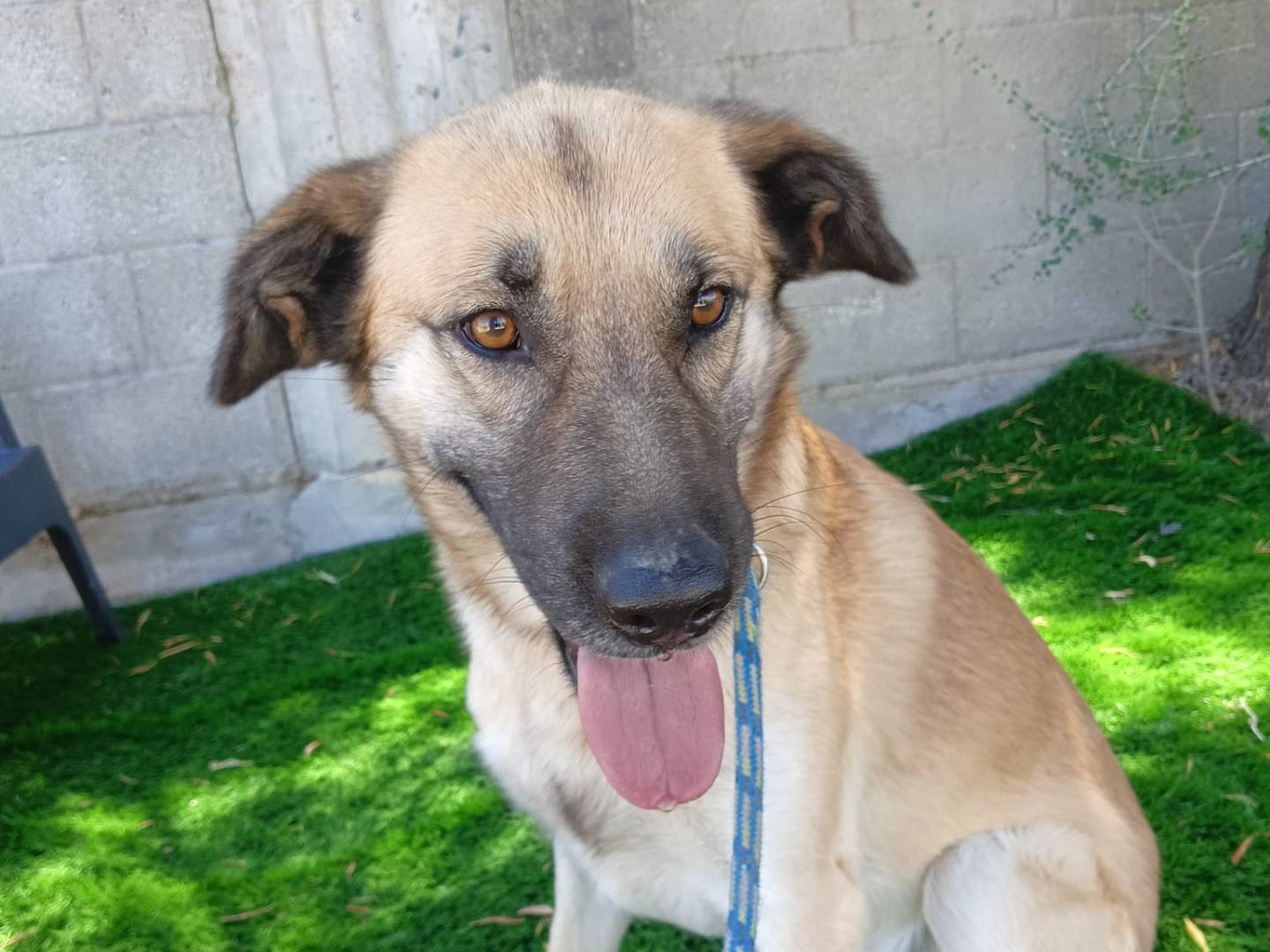 Adotta un cane, maschio, 3 anni e 8 mesi, Crotone