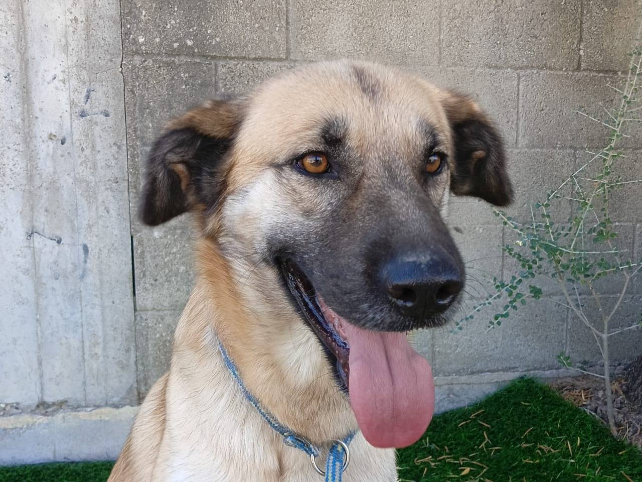 Adozione cane, maschio, Razza sconosciuta Razza sconosciuta, 3 anni e 8 mesi, taglia grande, Crotone