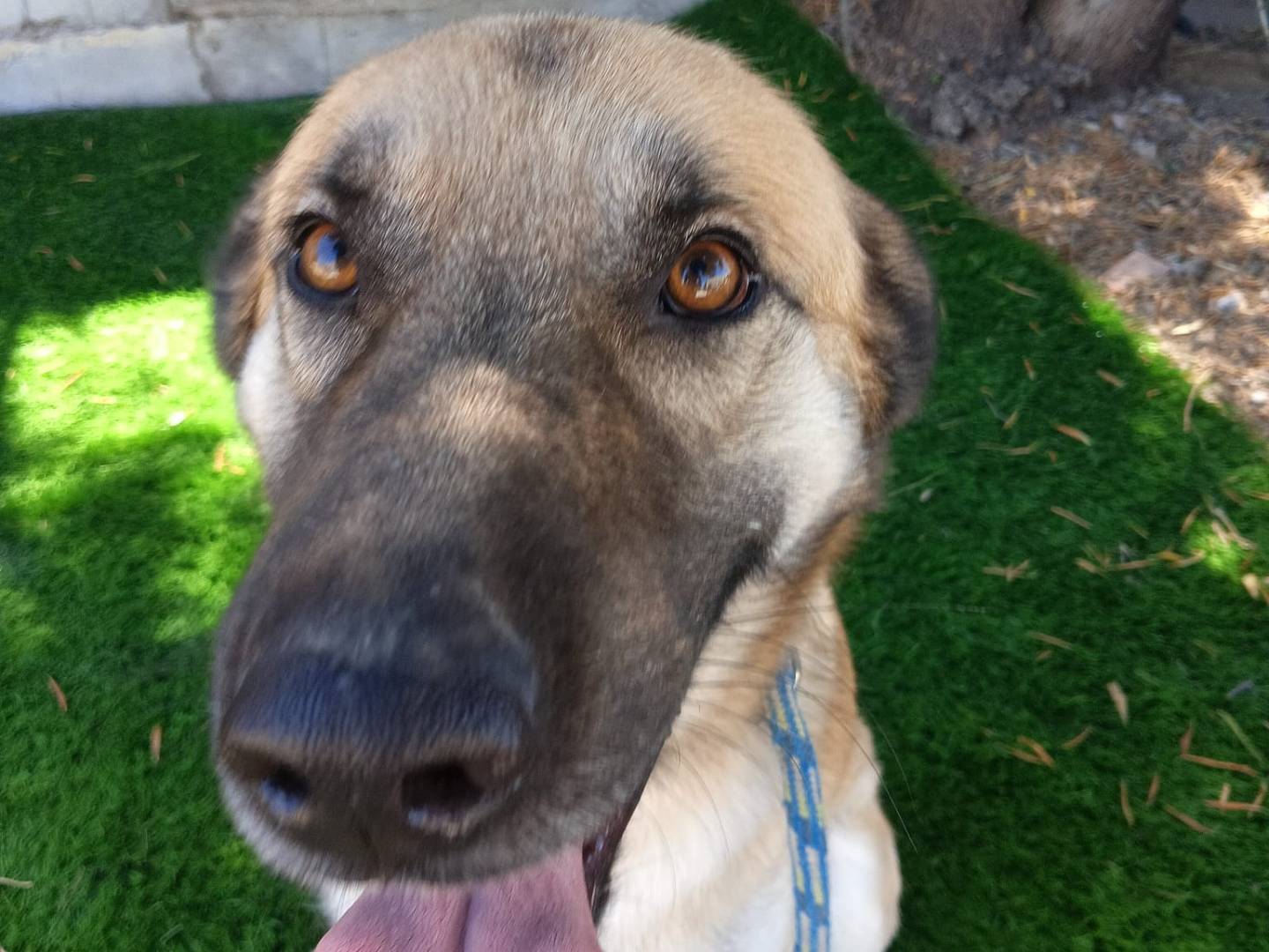 Adotta un cane, taglia grande, maschio, Crotone