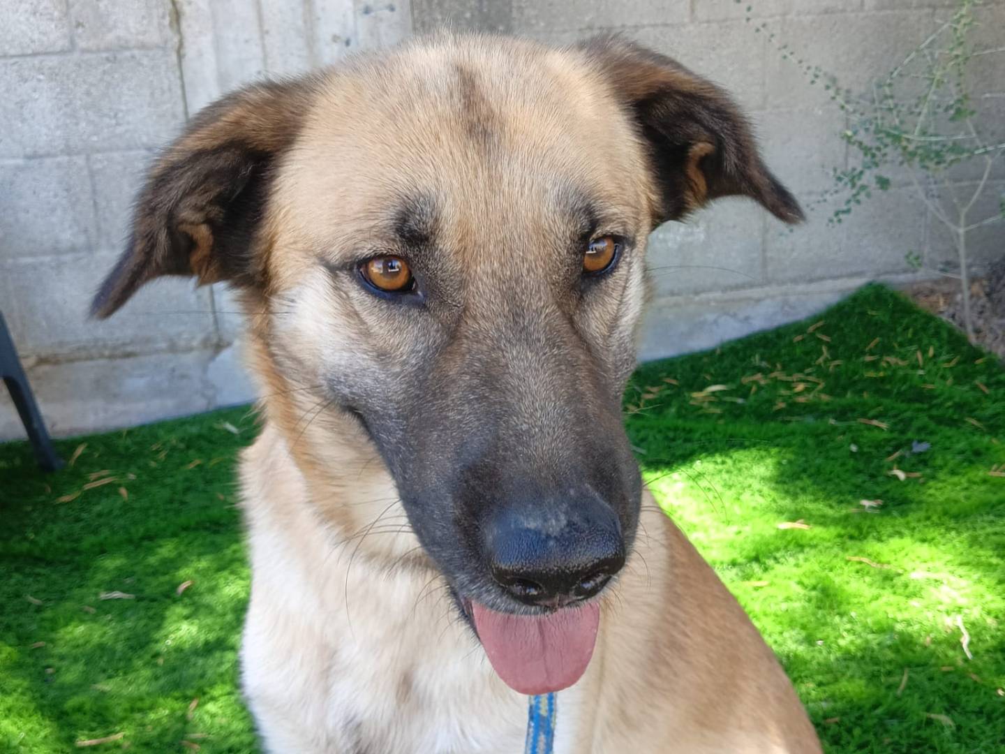 Vuoi adottare un cane a Crotone?
