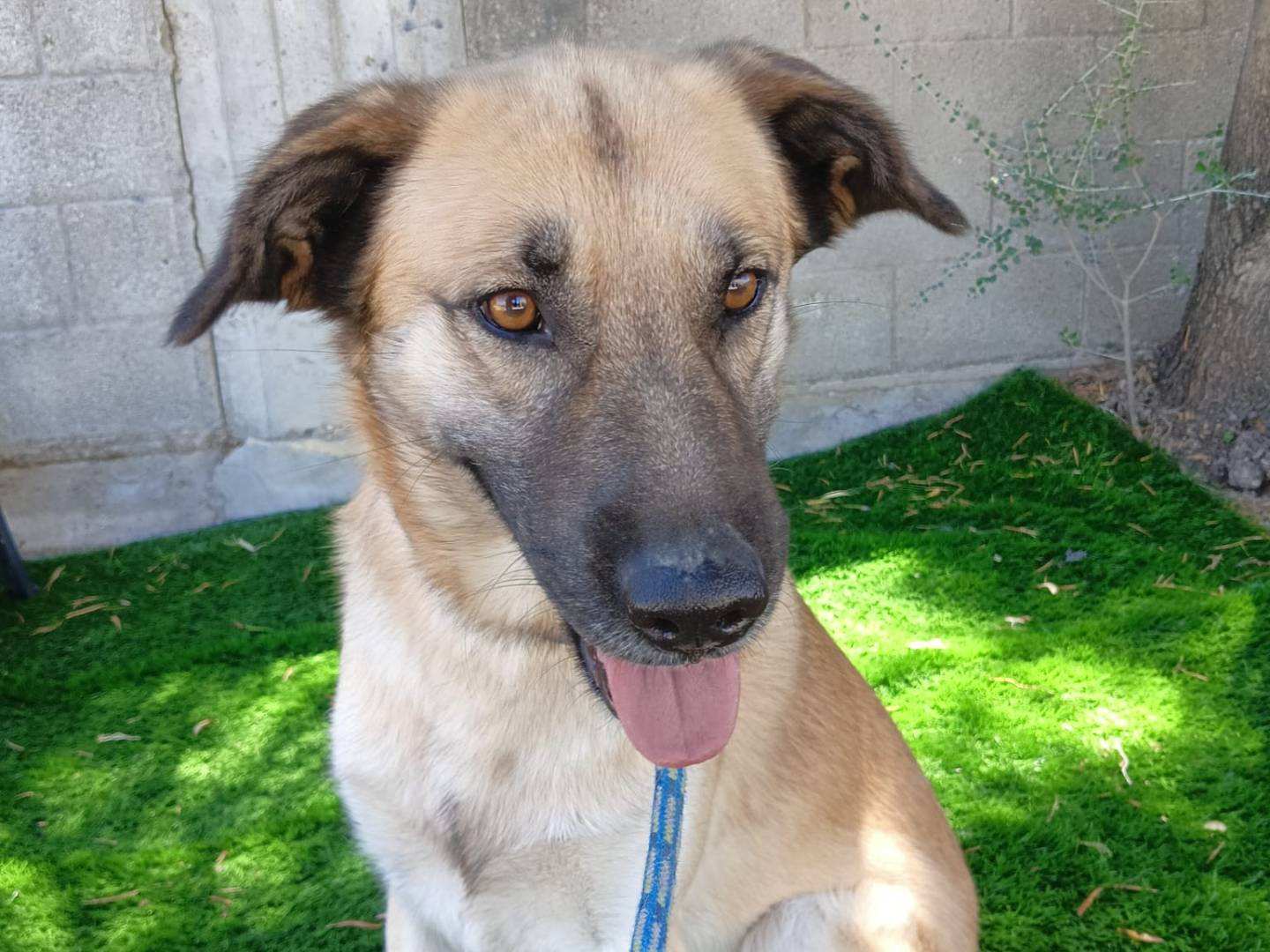 Adotta il cane Jimmy a Crotone