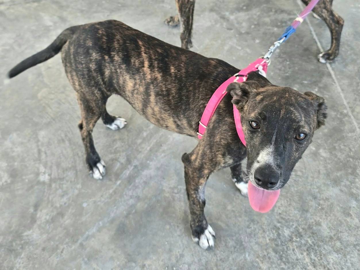 Adozione cane, femmina, Razza sconosciuta Razza sconosciuta, 7 mesi, taglia media contenuta, Teramo